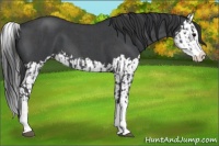 Horse Color:Blue Roan Sabino Splash  and Blue Roan Sabino Splash 