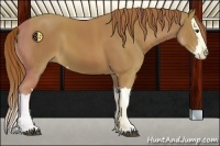 Horse Color:Chestnut Splash 