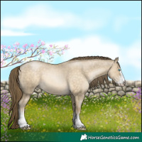 Horse Color:Buckskin Pearl Dun Sabino 