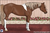 Horse Color:Chestnut Tobiano 