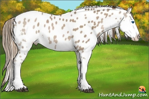 Horse Color:Black Pearl Splash Leopard