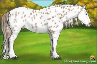 Horse Color:Black Pearl Splash Leopard 