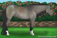 Horse Color:Grullo 