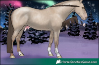 Horse Color:Classic Champagne Dun 