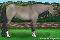 Horse Color:Grullo