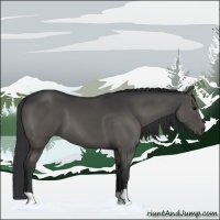 Horse Color:Grullo 