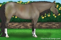 Horse Color:Smoky Grullo Roan 