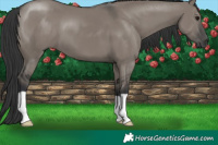 Horse Color:Grullo 