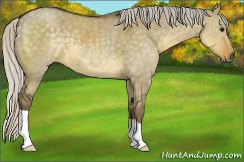 Horse Color:Silver Smoky Grullo 