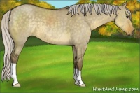 Horse Color:Silver Smoky Grullo 