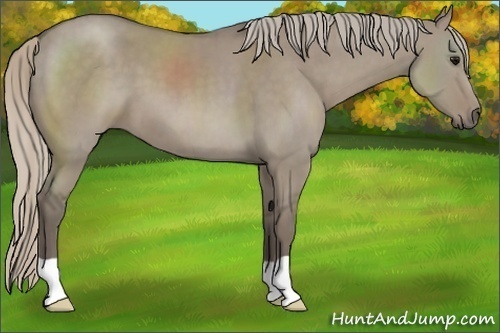 Horse Color:Silver Grullo 