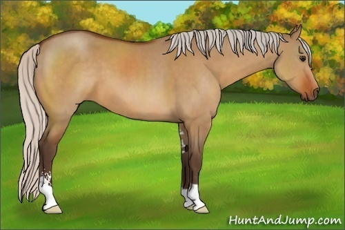 Horse Color:Silver Brown Dun Sabino
