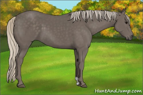 Horse Color:Silver Black
