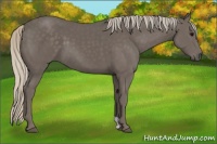 Horse Color:Silver Black 