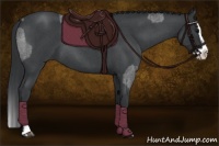 Horse Color:Blue Roan Sabino Splash and Blue Roan Sabino Splash