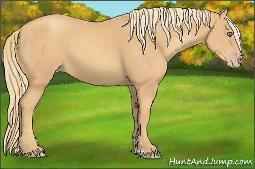 Horse Color:Gold Champagne 