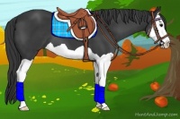 Horse Color:Black Splash