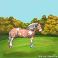 Horse Color:White Spotted Gold Cream Champagne Dun Splash 