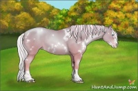 Horse Color:White Spotted Silver Classic Cream Champagne Pearl Splash 