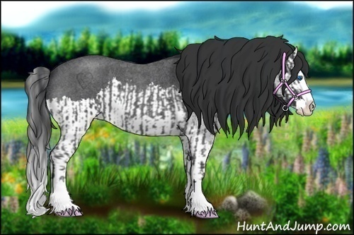 Horse Color:Blue Roan Sabino Splash and Blue Roan Sabino Splash