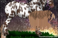 Horse Color:White Spotted Liver Chestnut Appaloosa 