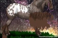 Horse Color:Liver Red Roan Appaloosa