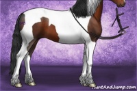Horse Color:Brown Tobiano 