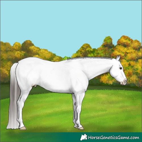Horse Color:White Spotted Liver Chestnut Appaloosa 