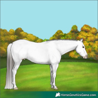 Horse Color:White Spotted Liver Chestnut Appaloosa 