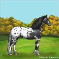 Horse Color:White Spotted Black Blanket