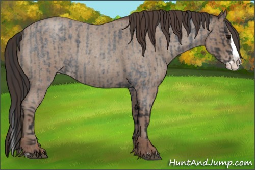 Horse Color:Blue Roan Sabino Splash  and Classic Champagne Roan Sabino Splash 