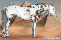 Horse Color:Brown Sabino