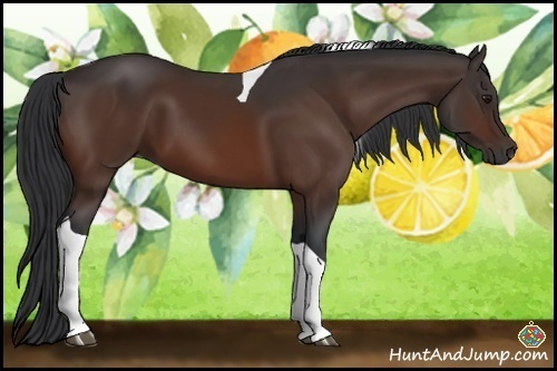 Horse Color:Bay Tobiano 