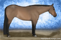Horse Color:Gray Bay Dun