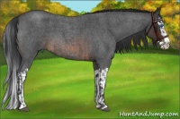 Horse Color:Blue Roan Sabino Splash  and Brown Roan Sabino Splash 