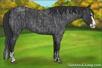 Horse Color:Blue Roan Sabino Splash and Blue Roan Sabino Splash