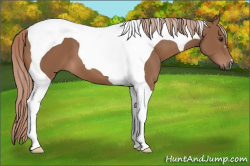 Horse Color:Gray Palomino Tobiano 
