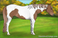 Horse Color:Gray Palomino Tobiano 