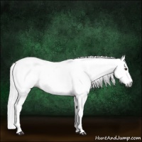 Horse Color:Gray Chestnut Frame