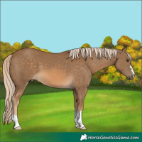 Horse Color:Chocolate Palomino 