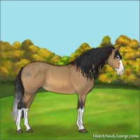 Horse Color:Bay Roan Dun Splash 
