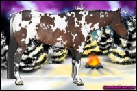 Horse Color:White Spotted Brown Rabicano 