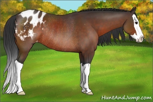 Horse Color:Bay Splash Appaloosa Rabicano 