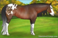 Horse Color:Bay Splash Appaloosa Rabicano 