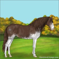 Horse Color:White Spotted Liver Chestnut