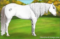 Horse Color:White Spotted Liver Chestnut Near Leopard Rabicano