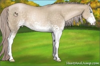 Horse Color:White Spotted Chocolate Palomino Pearl 