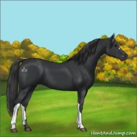 Horse Color:Black 