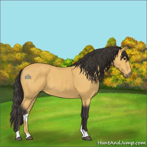 Horse Color:Buckskin 