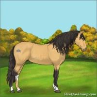 Horse Color:Buckskin 